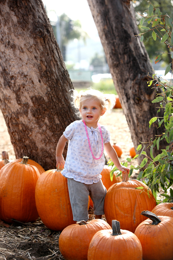 Ctpumpkinpatchten5376